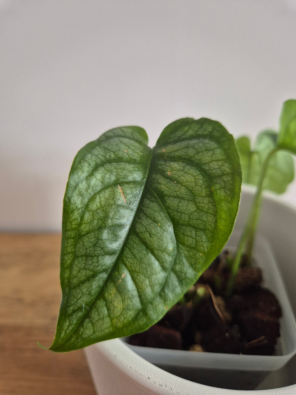 Monstera Siltepecana #2