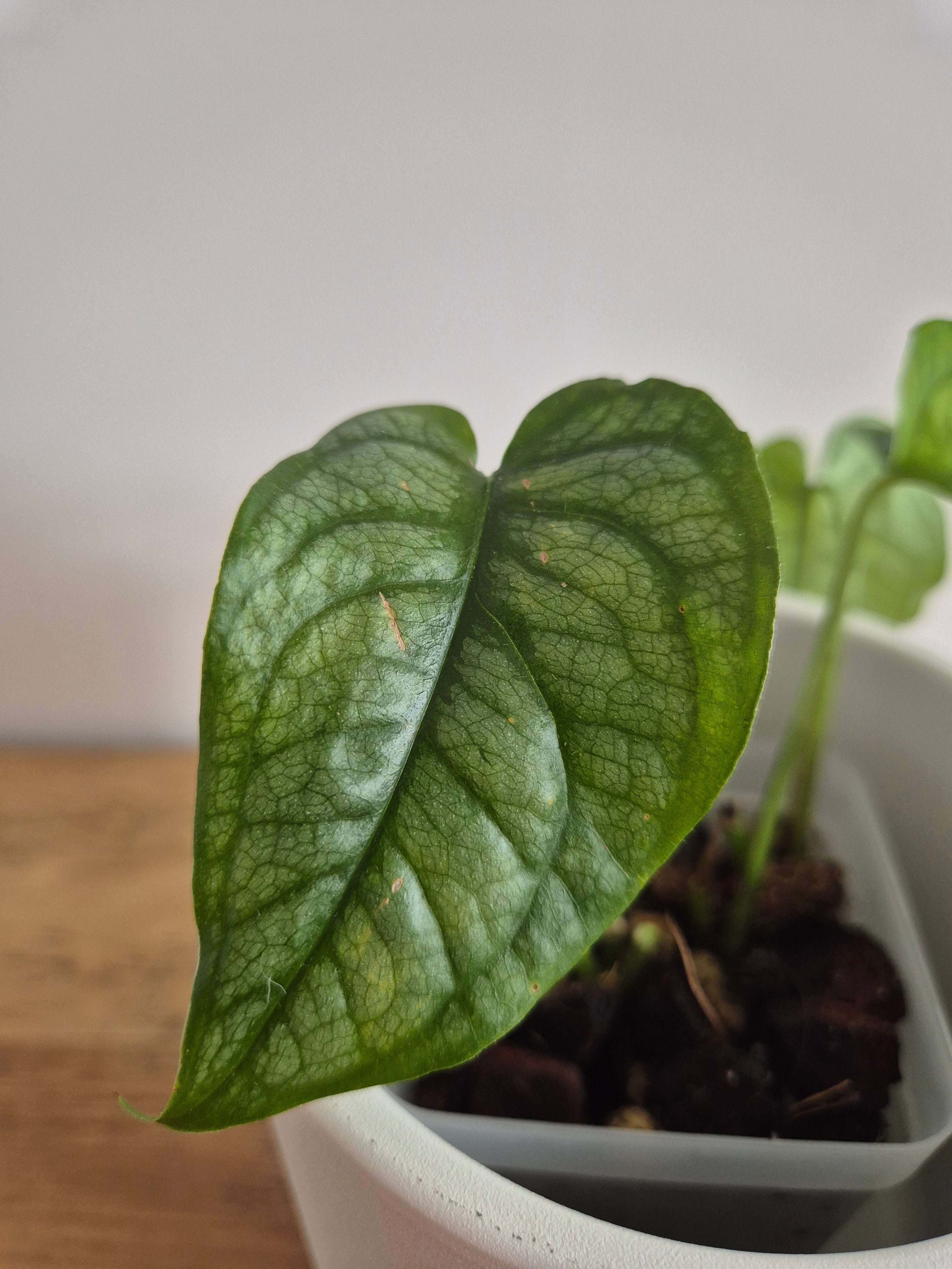 Monstera Siltepecana #2
