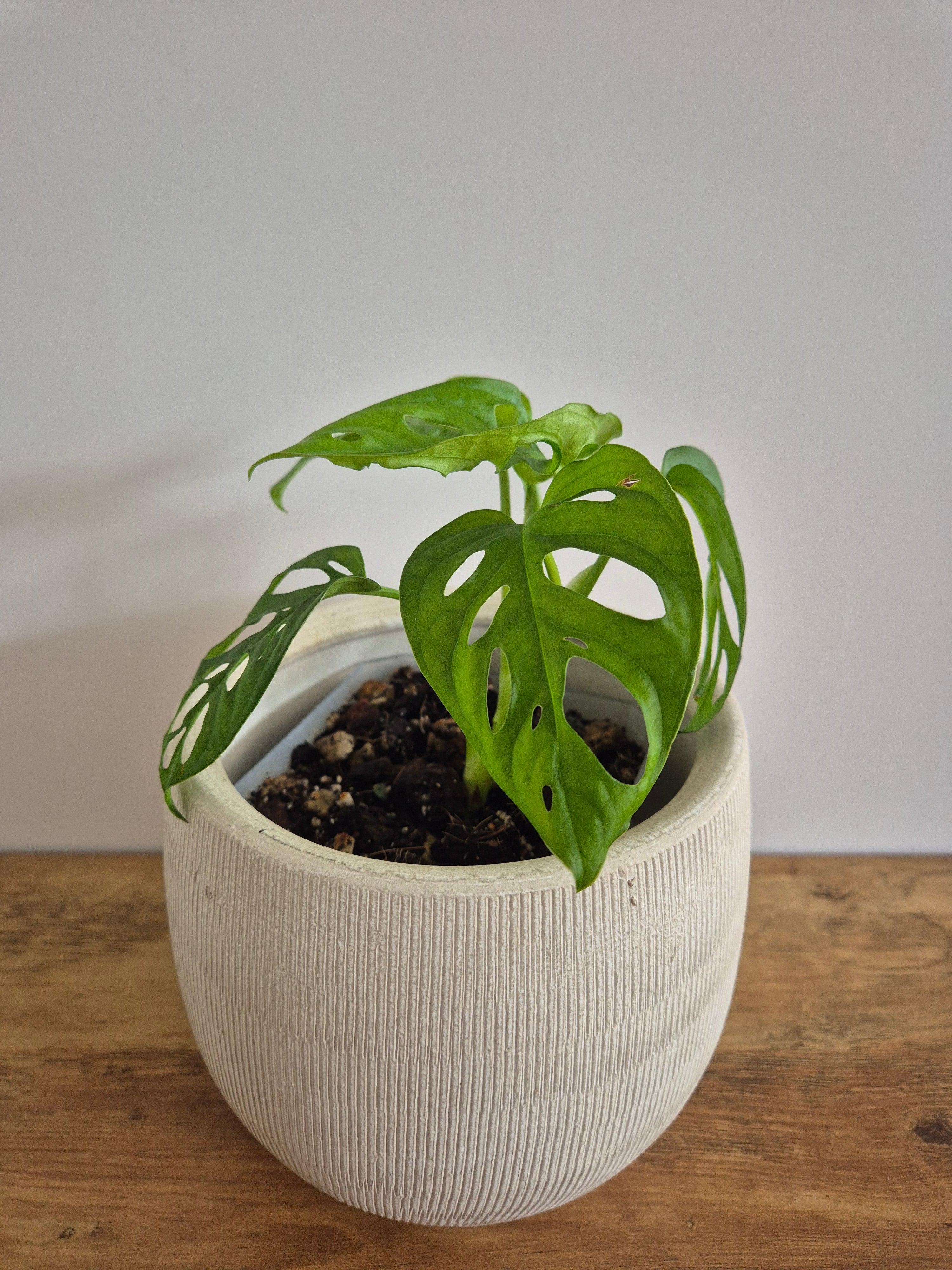 Monstera Adansonii #1