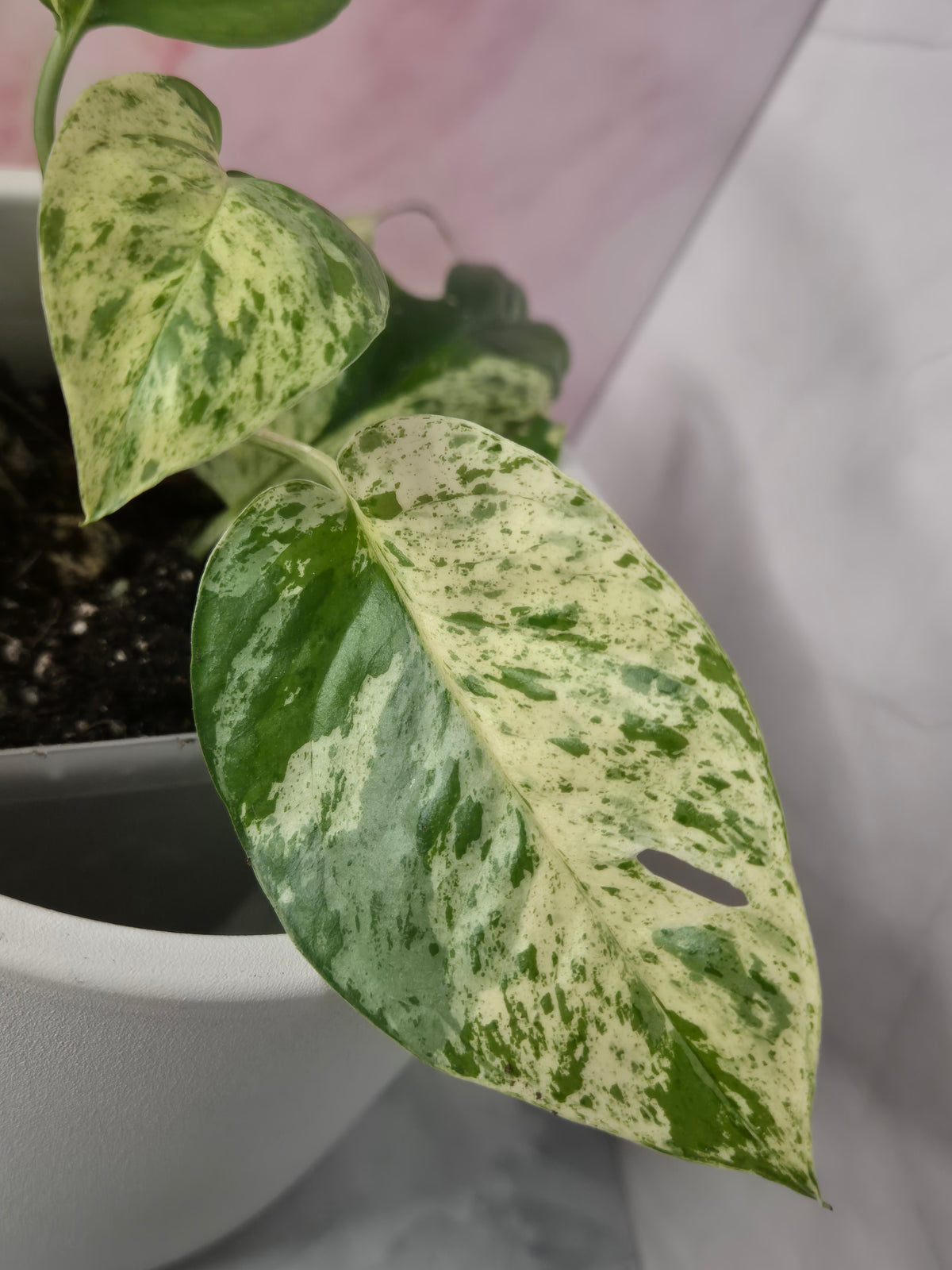 Epipremnum Pinnatum Marble King #2