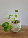 Pilea Peperomioides Mojito #2