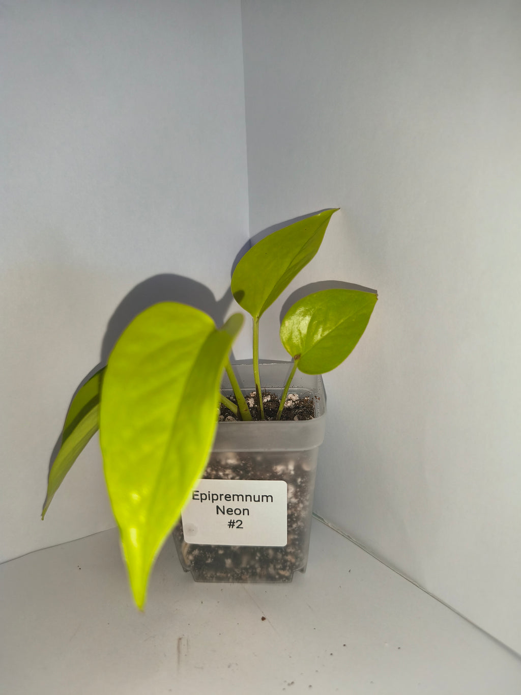 Epipremnum Neon #2