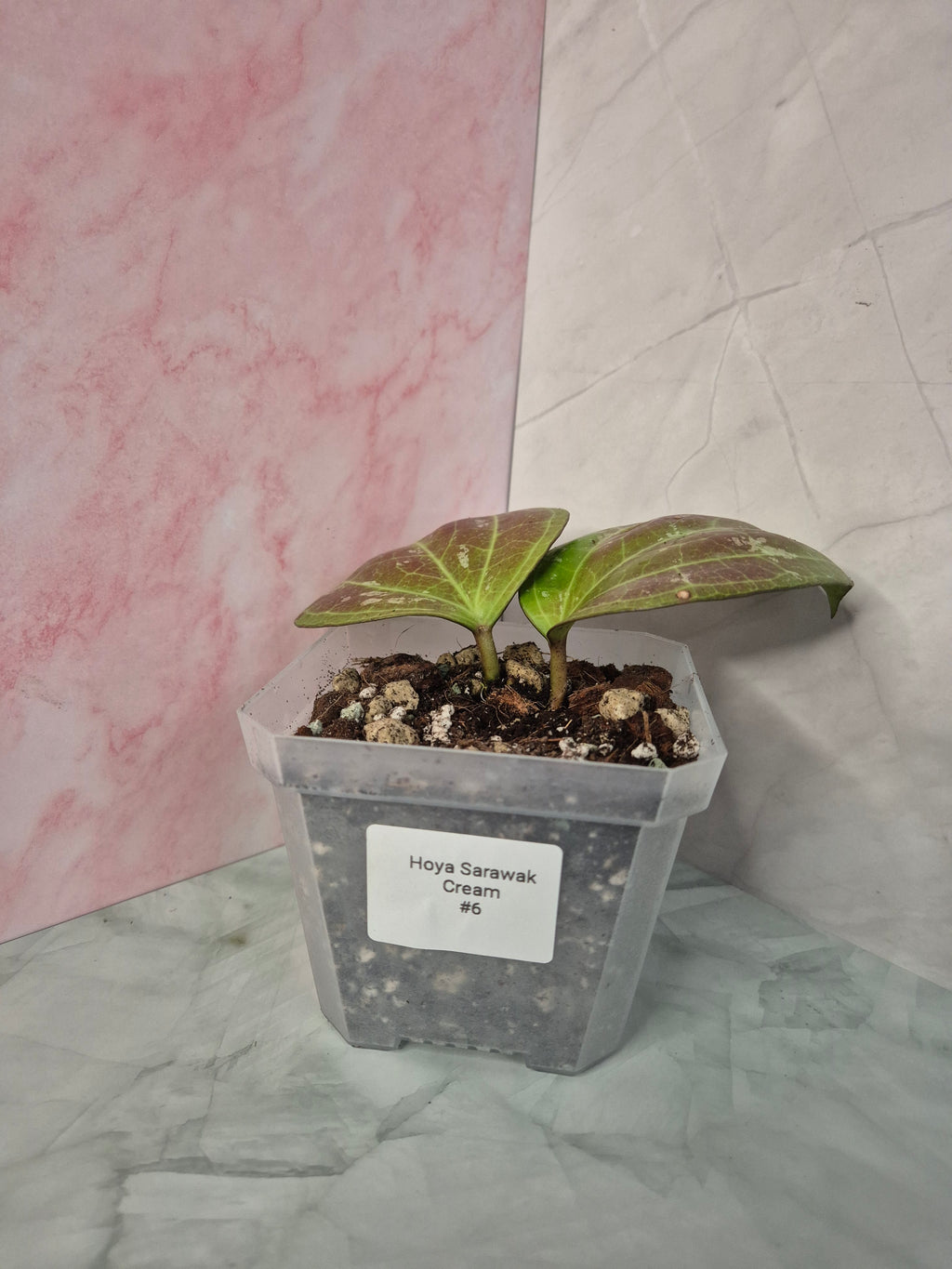 Hoya Sarawak Cream #6