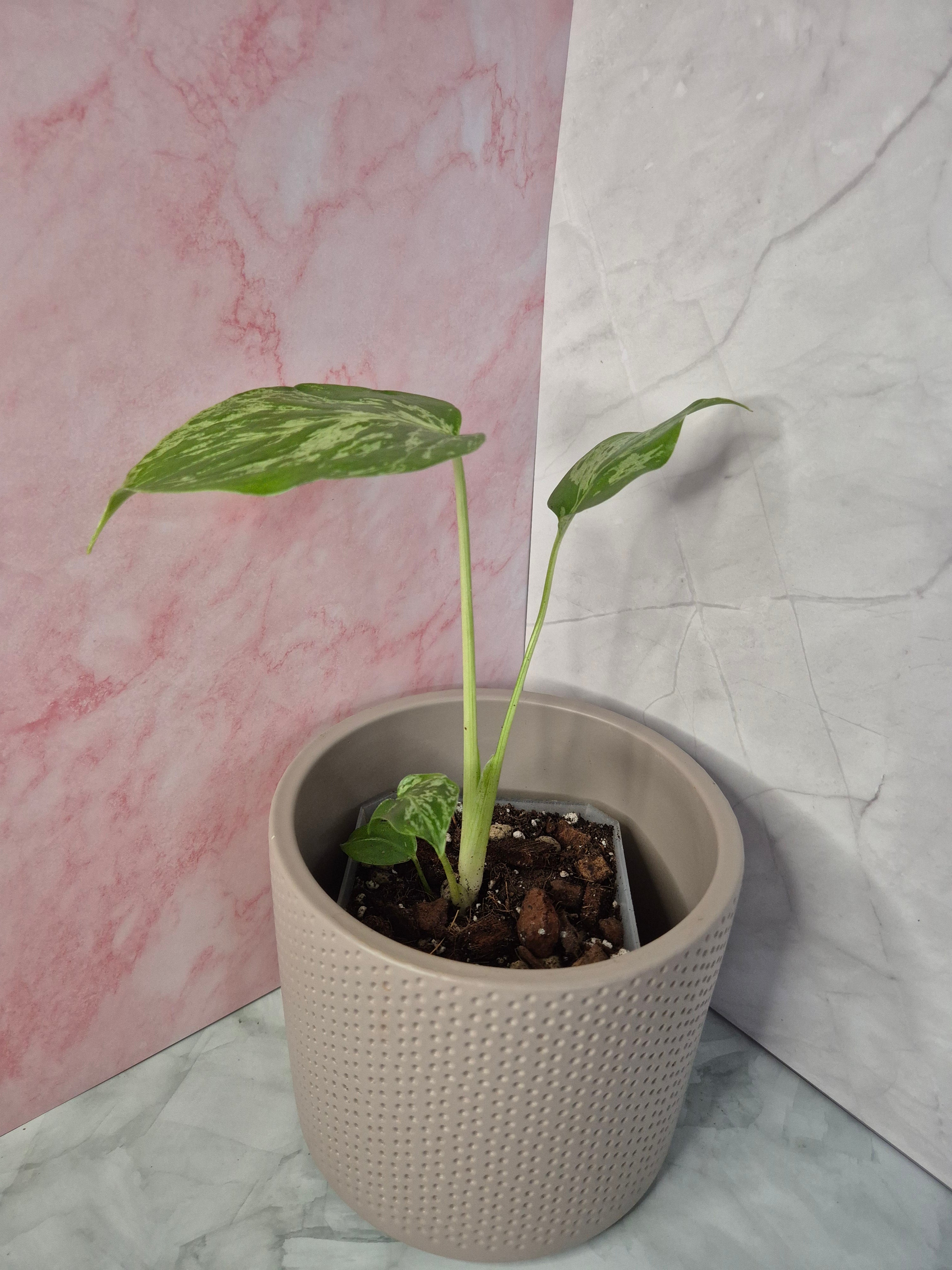 Monstera Deliciosa Bulbasaur #1
