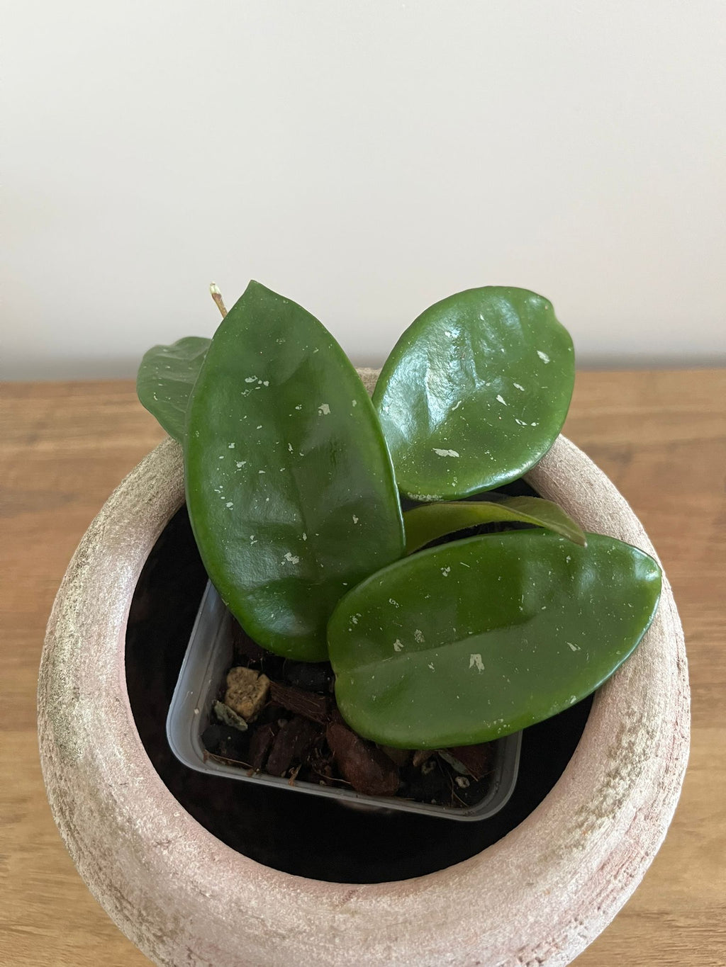 Hoya Carnosa #1