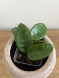 Hoya Carnosa #1
