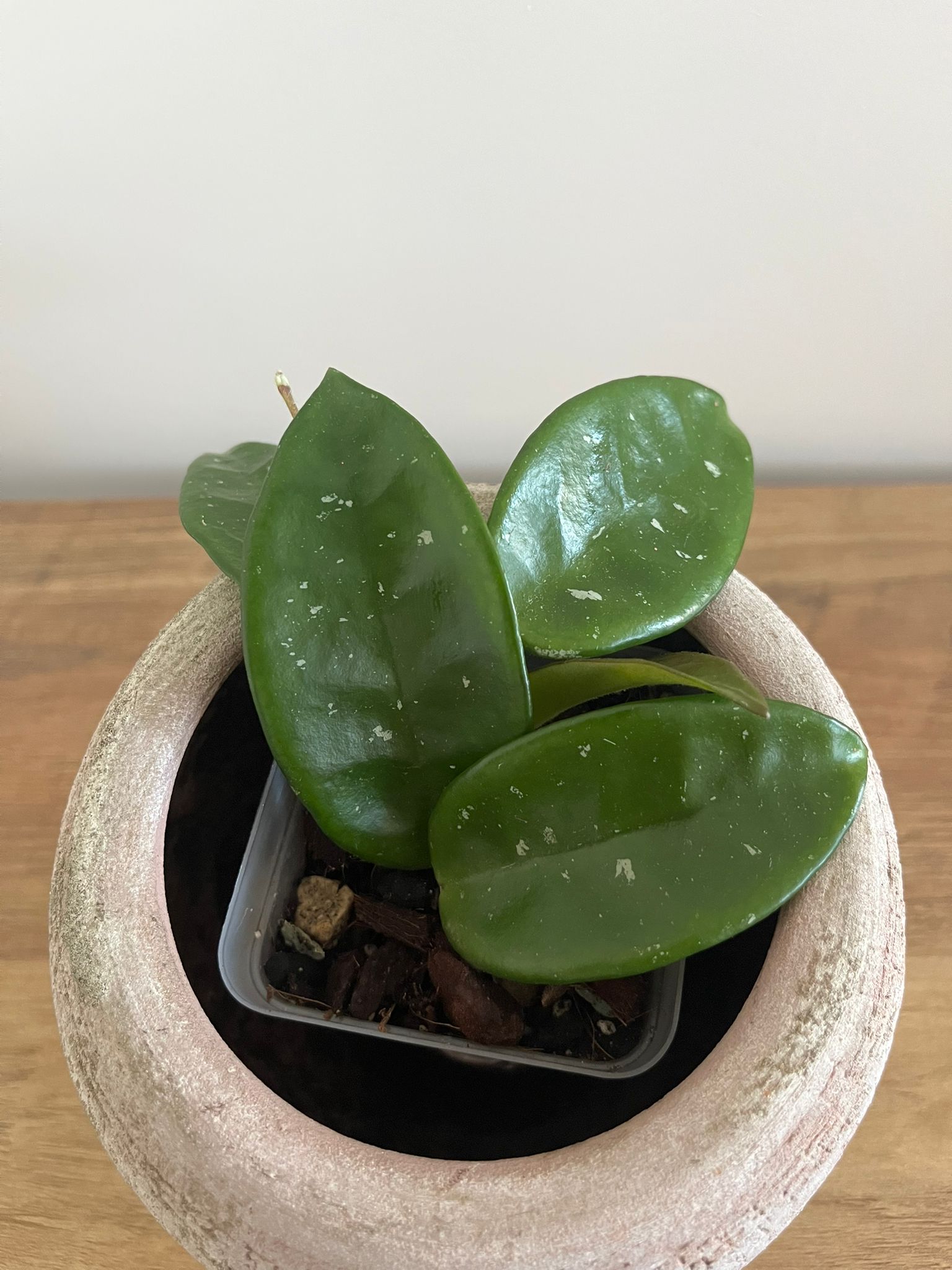 Hoya Carnosa #1