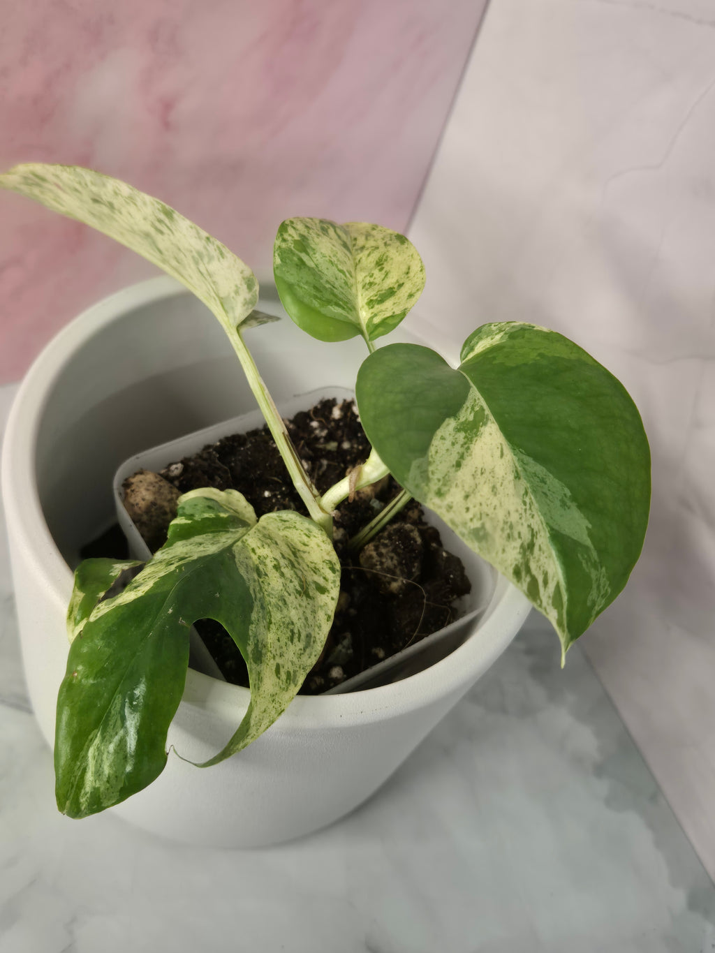 Epipremnum Pinnatum Marble King #2