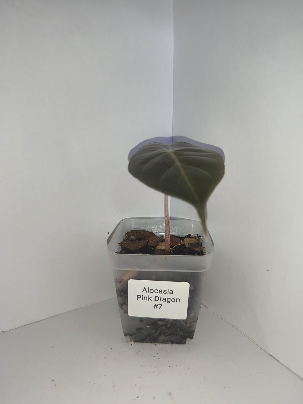 Alocasia Pink Dragon #7