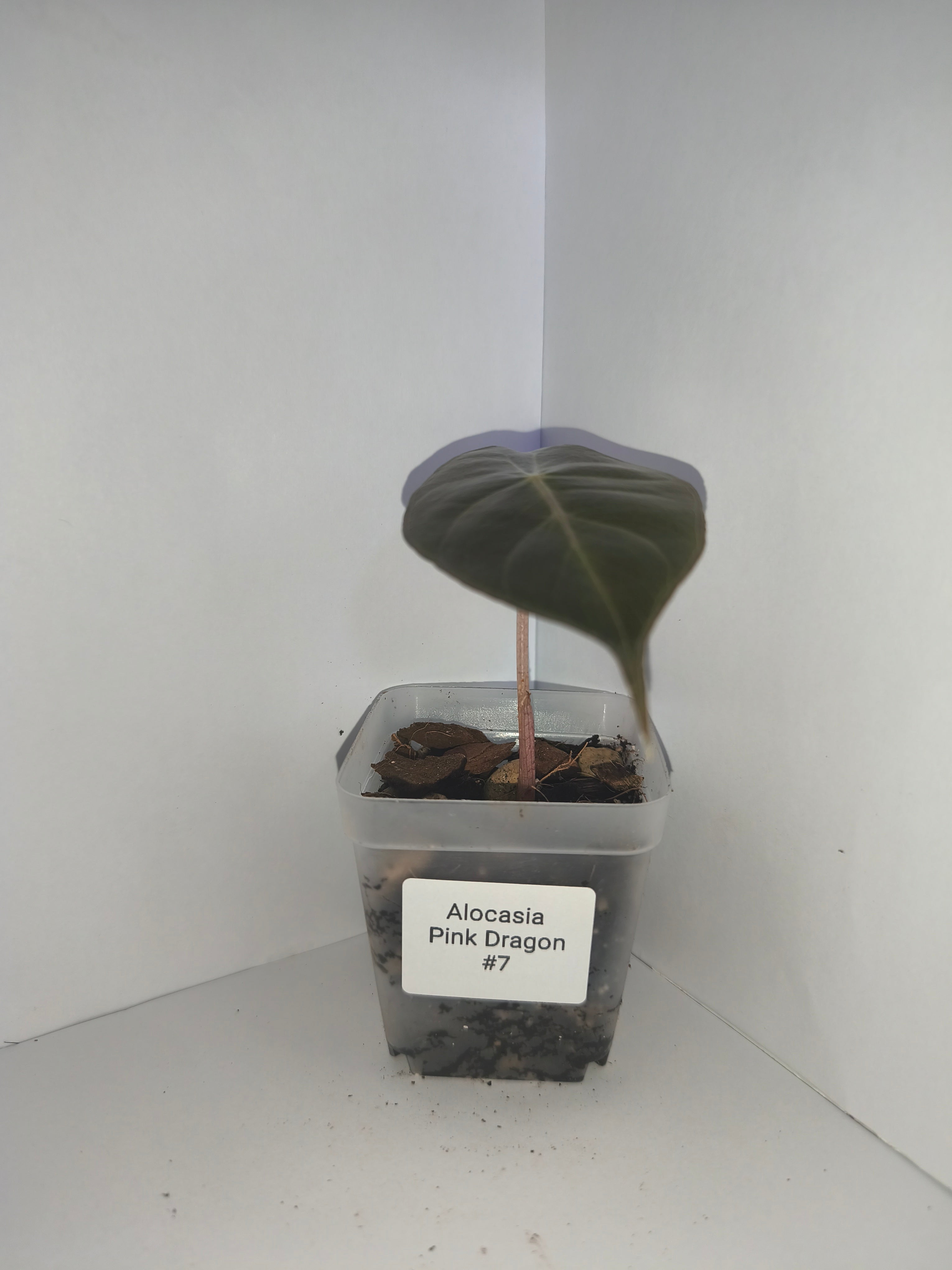 Alocasia Pink Dragon #7