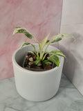 Rhaphidophora Puberula Variegata #13