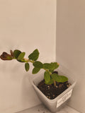 Hoya Cumingiana #2