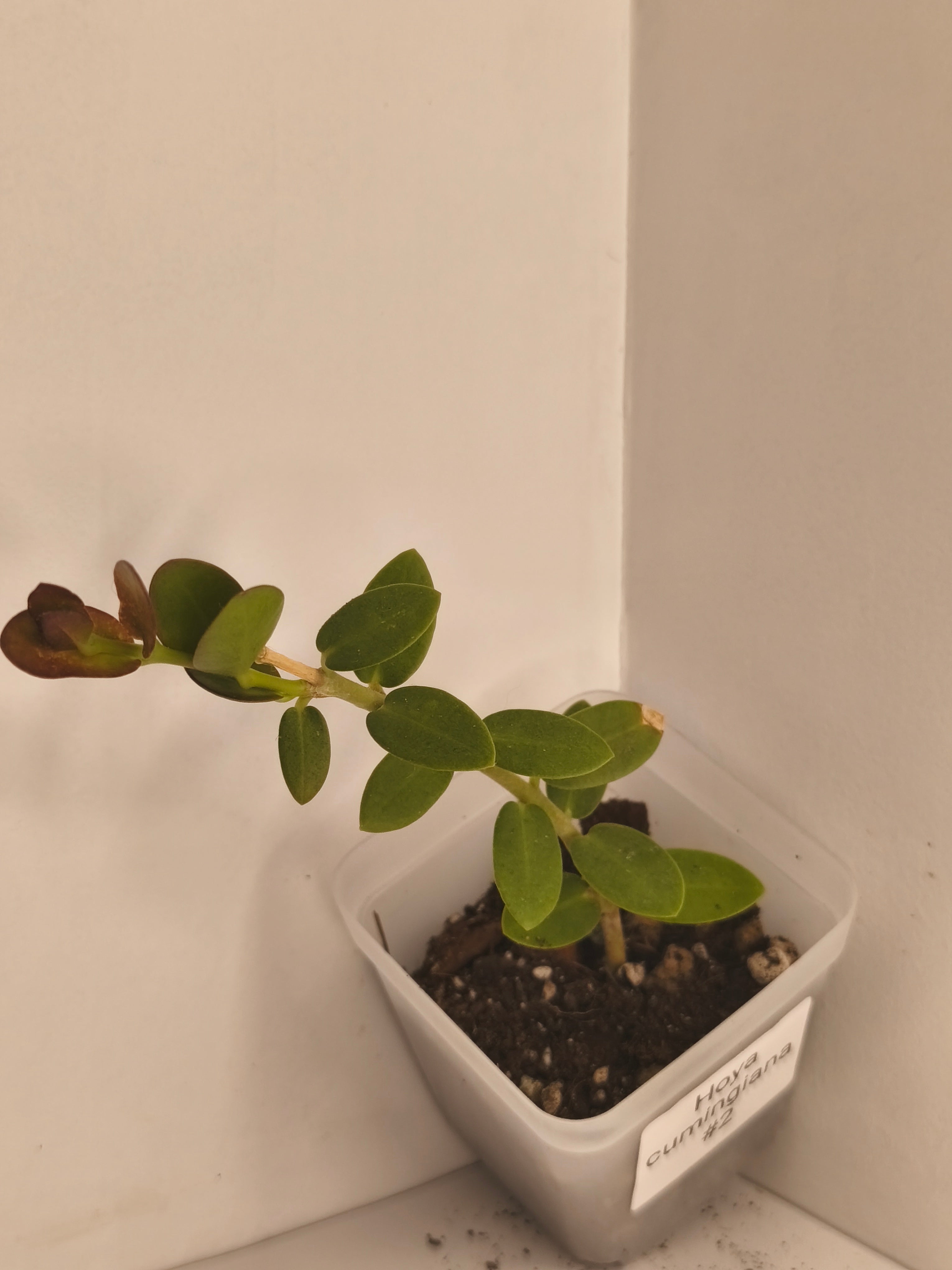 Hoya Cumingiana #2