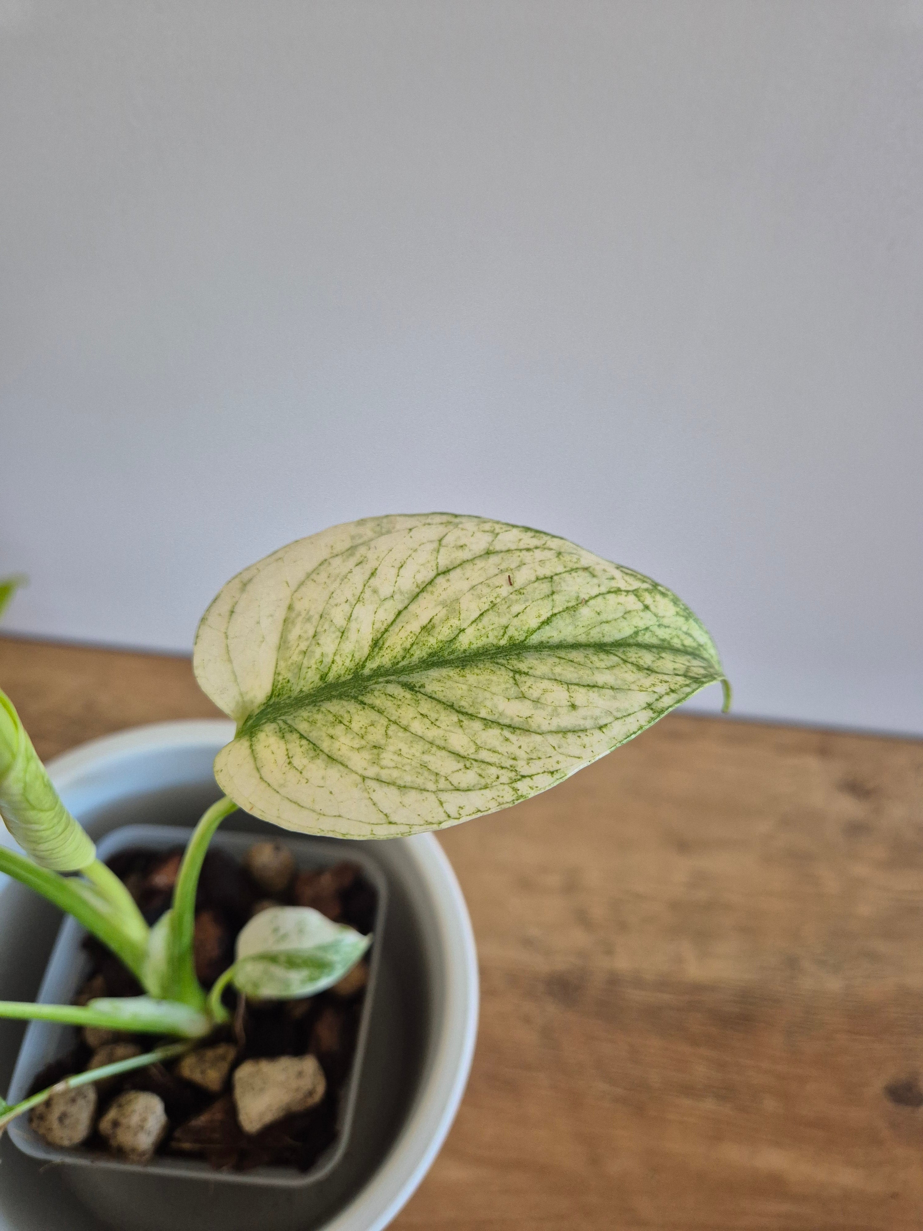 Monstera mint #1