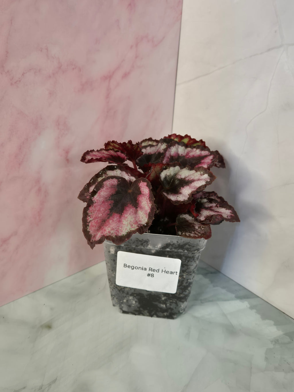 Begonia Red Heart #8