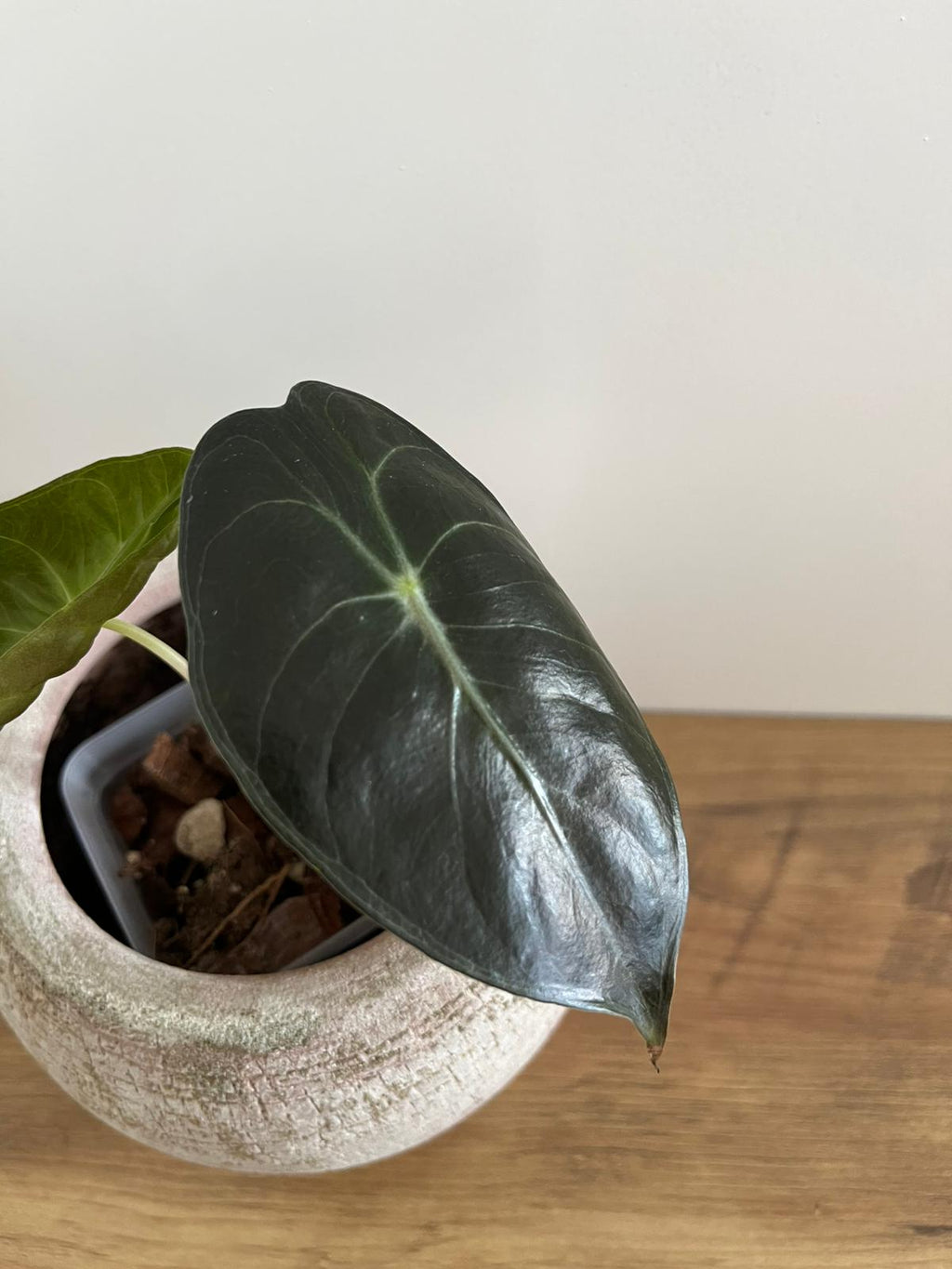 Alocasia Pink Dragon #6