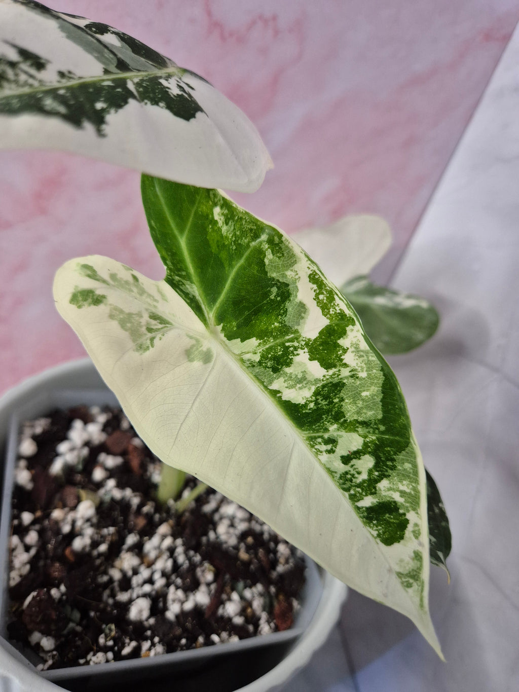 Alocasia Micholitziana Frydek Variegated #7