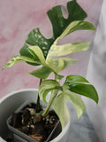 Monstera Minima Variegated #7 (Rhaphidophora Tetrasperma Variegated)