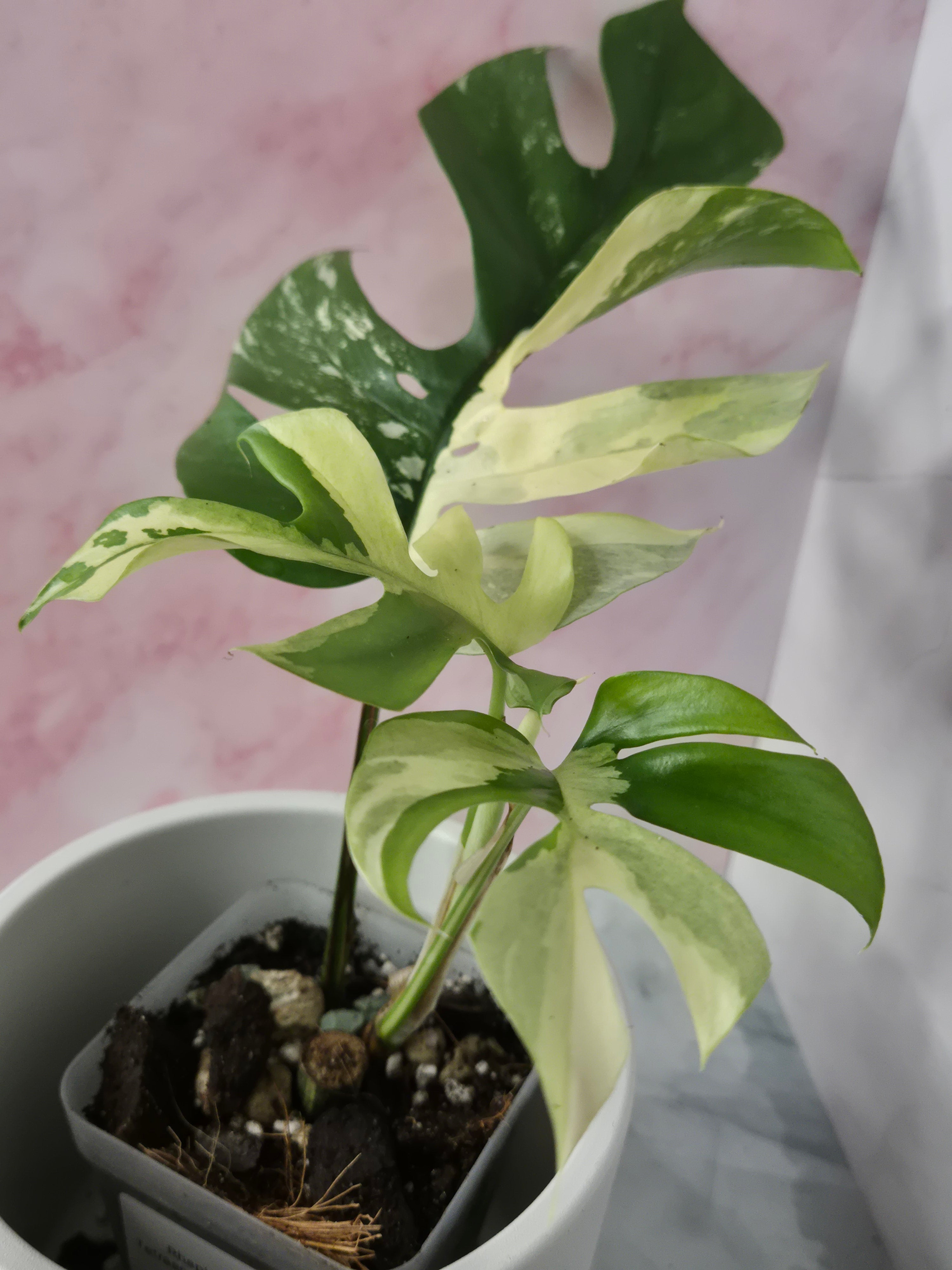 Monstera Minima Variegated #7 (Rhaphidophora Tetrasperma Variegated)