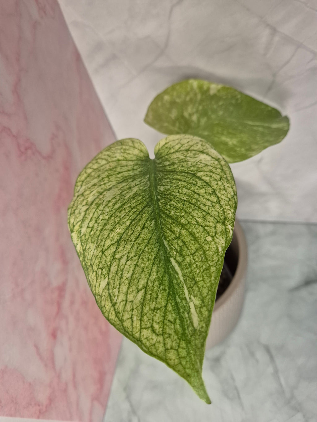 Monstera Mint #3