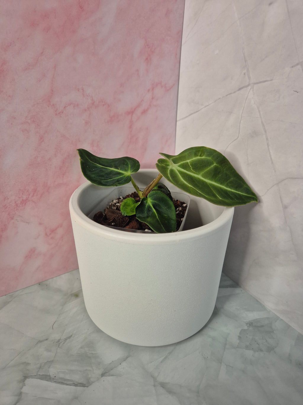 Anthurium Regale #2