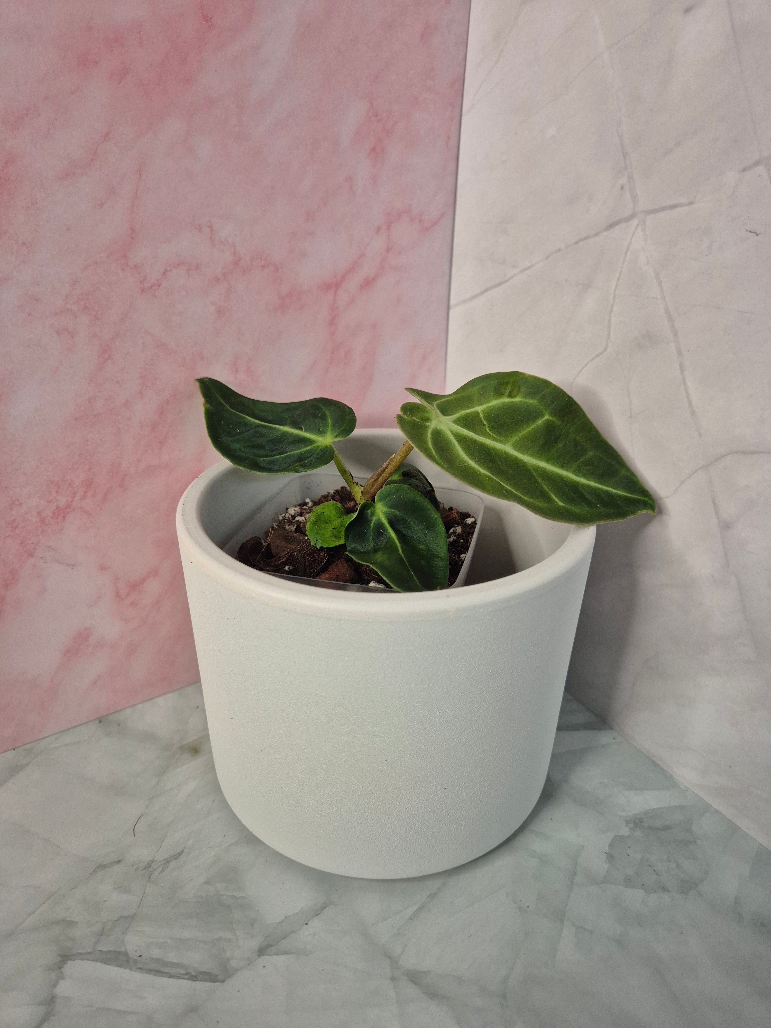 Anthurium Regale #2