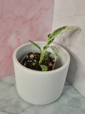 Rhaphidophora Puberula Variegata #14