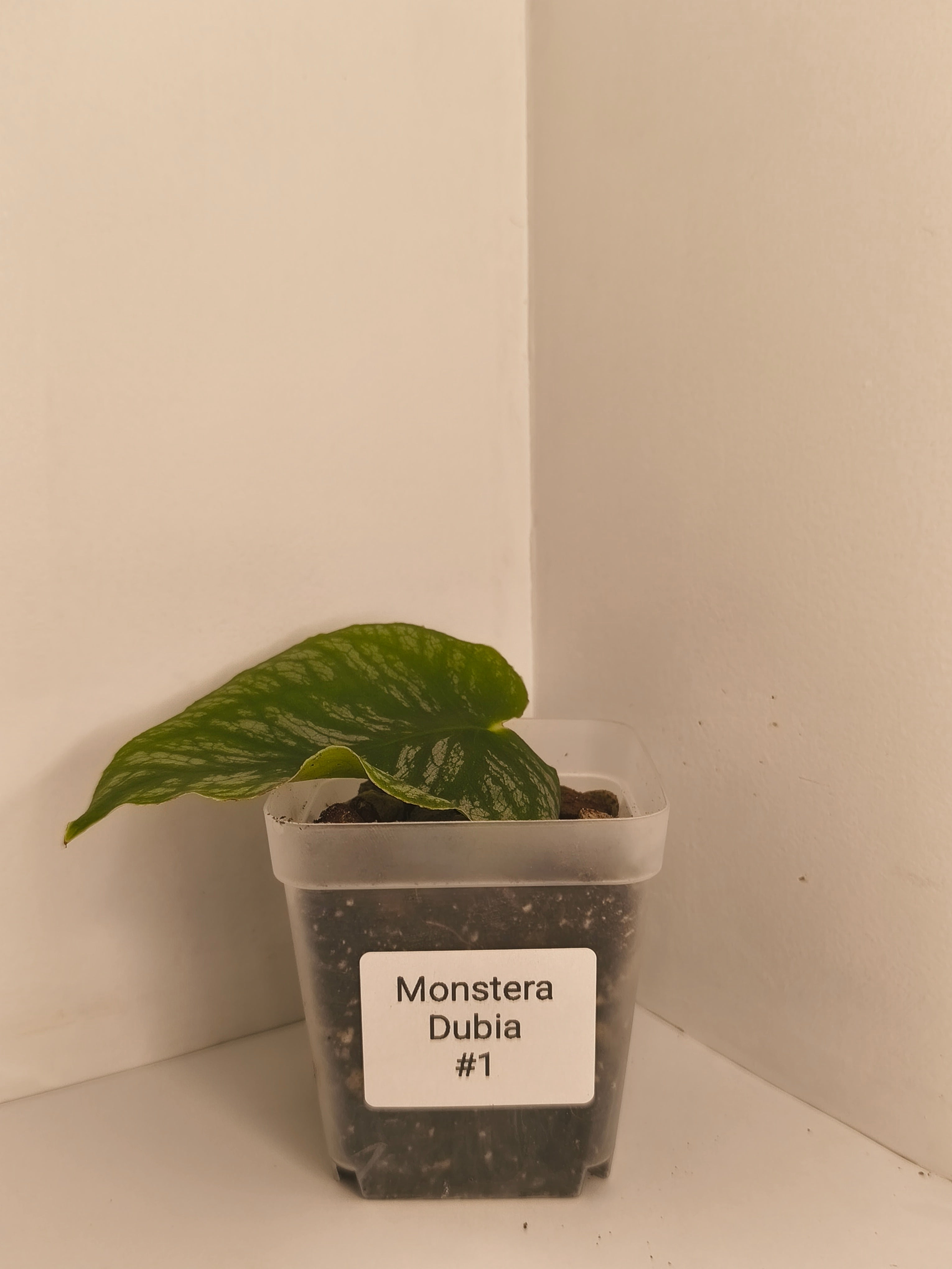 Monstera Dubia #1