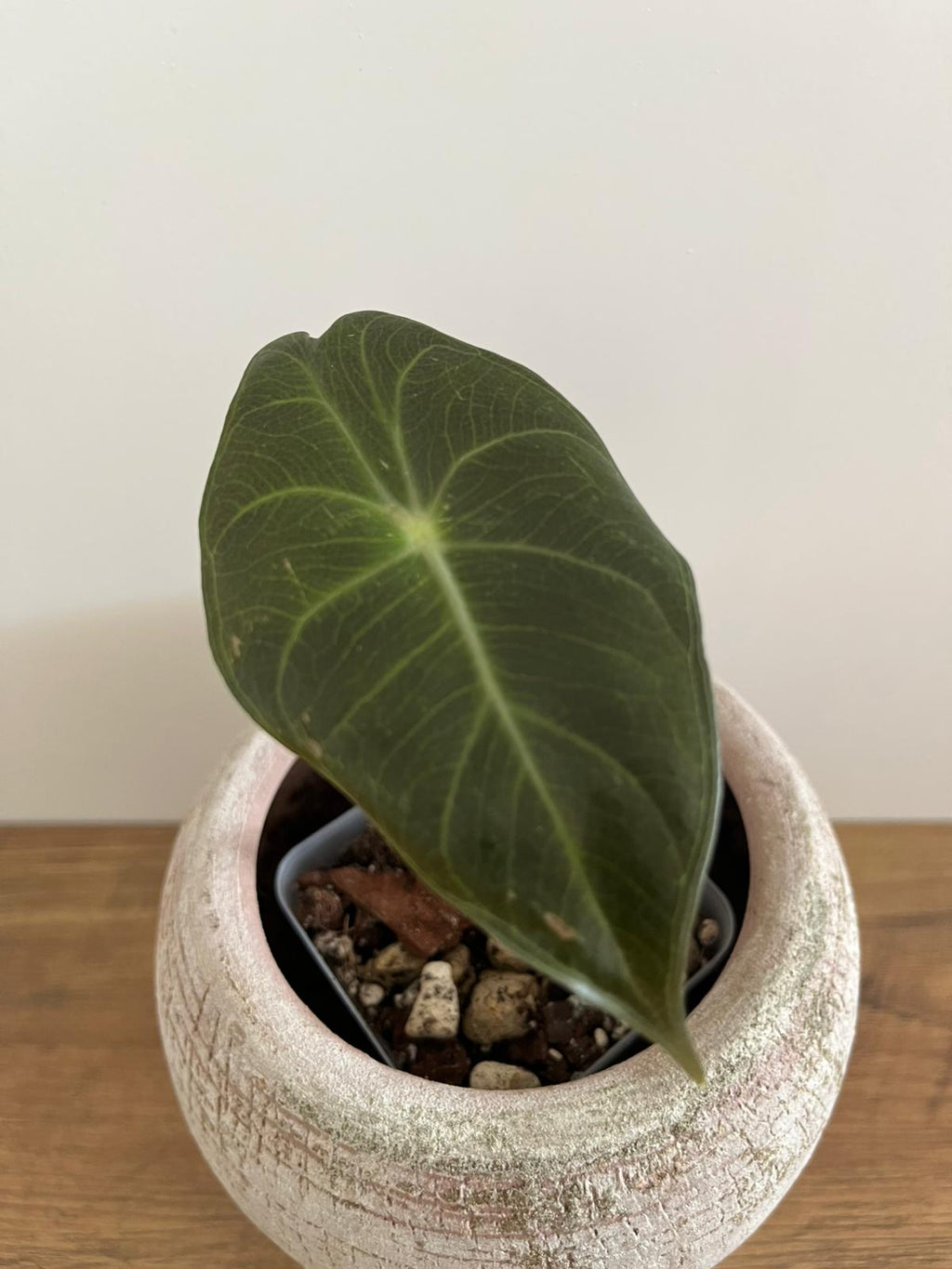 Alocasia Pink Dragon #9