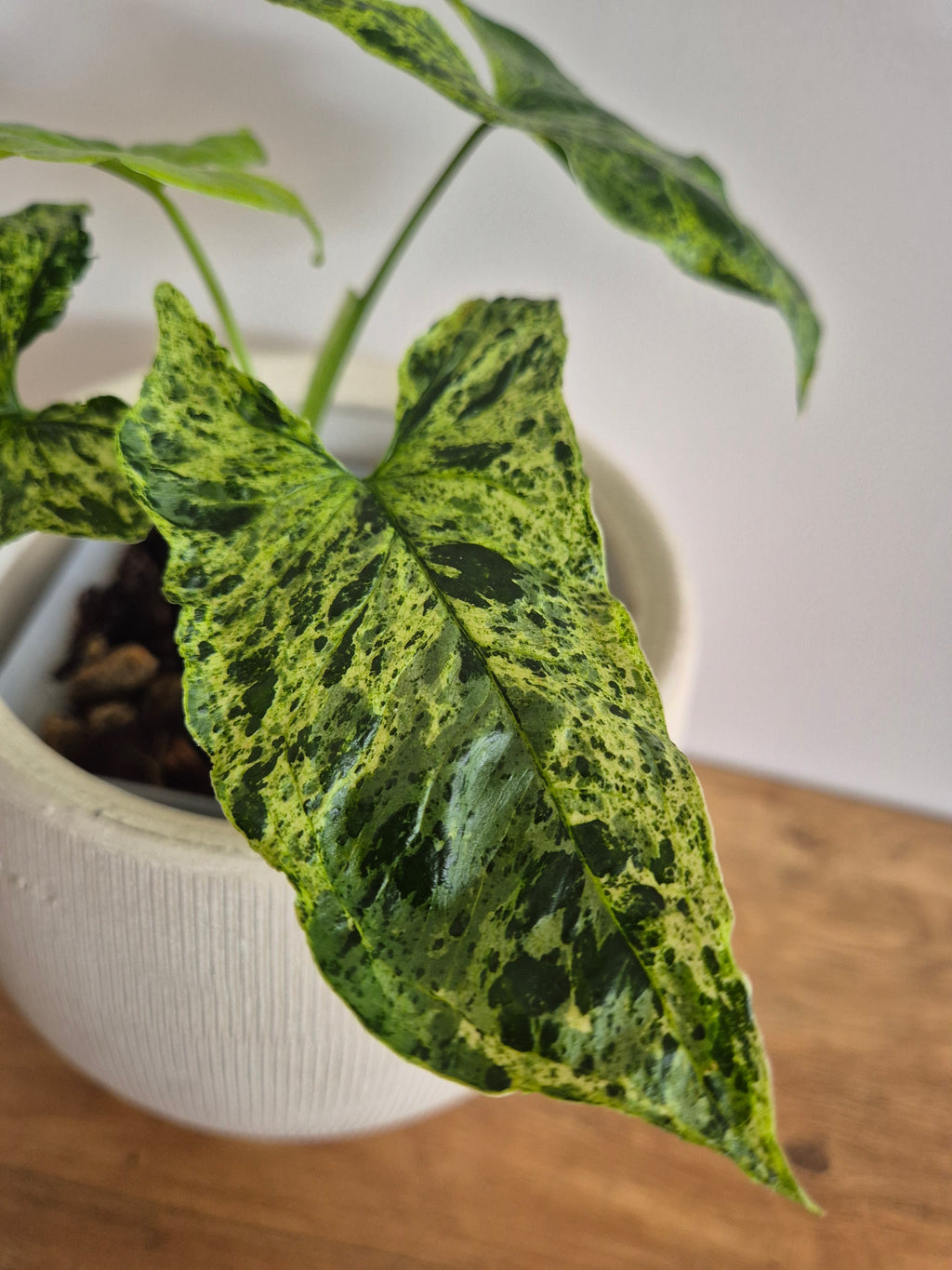 Syngonium Mottled #1