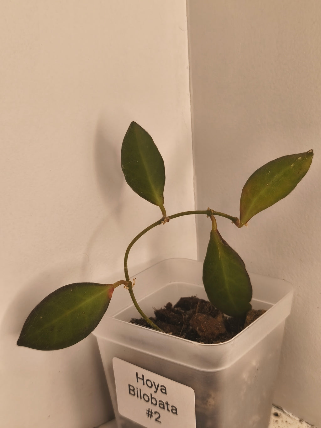 Hoya Bilobata #2