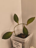 Hoya Bilobata #2