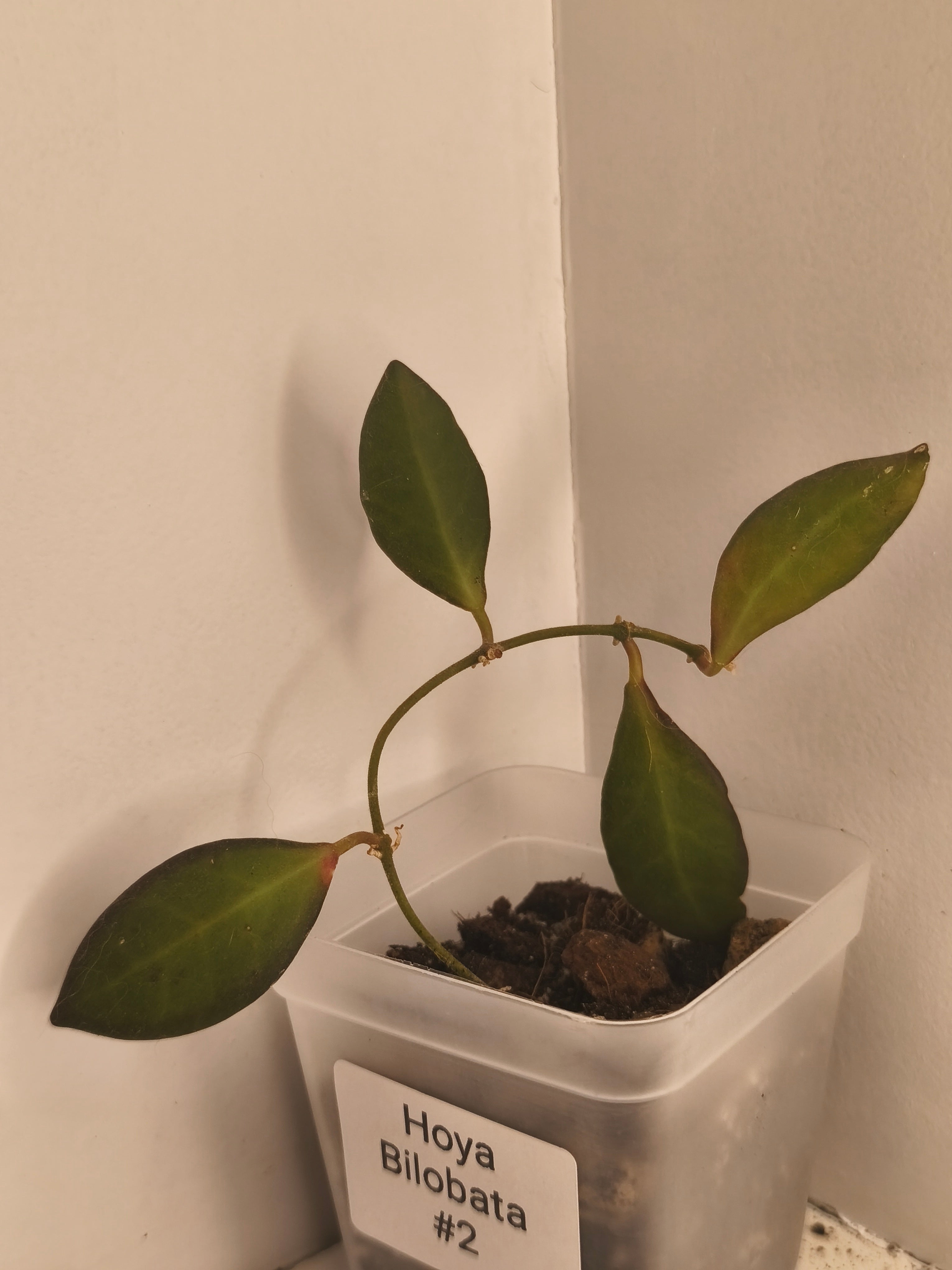 Hoya Bilobata #2