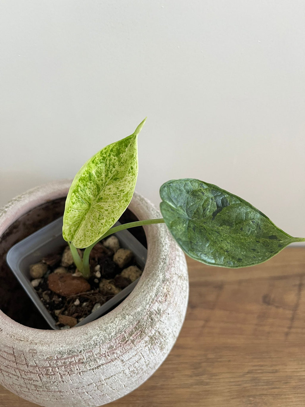 Alocasia Dragon Scale Mint #8