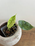 Alocasia Dragon Scale Mint #8