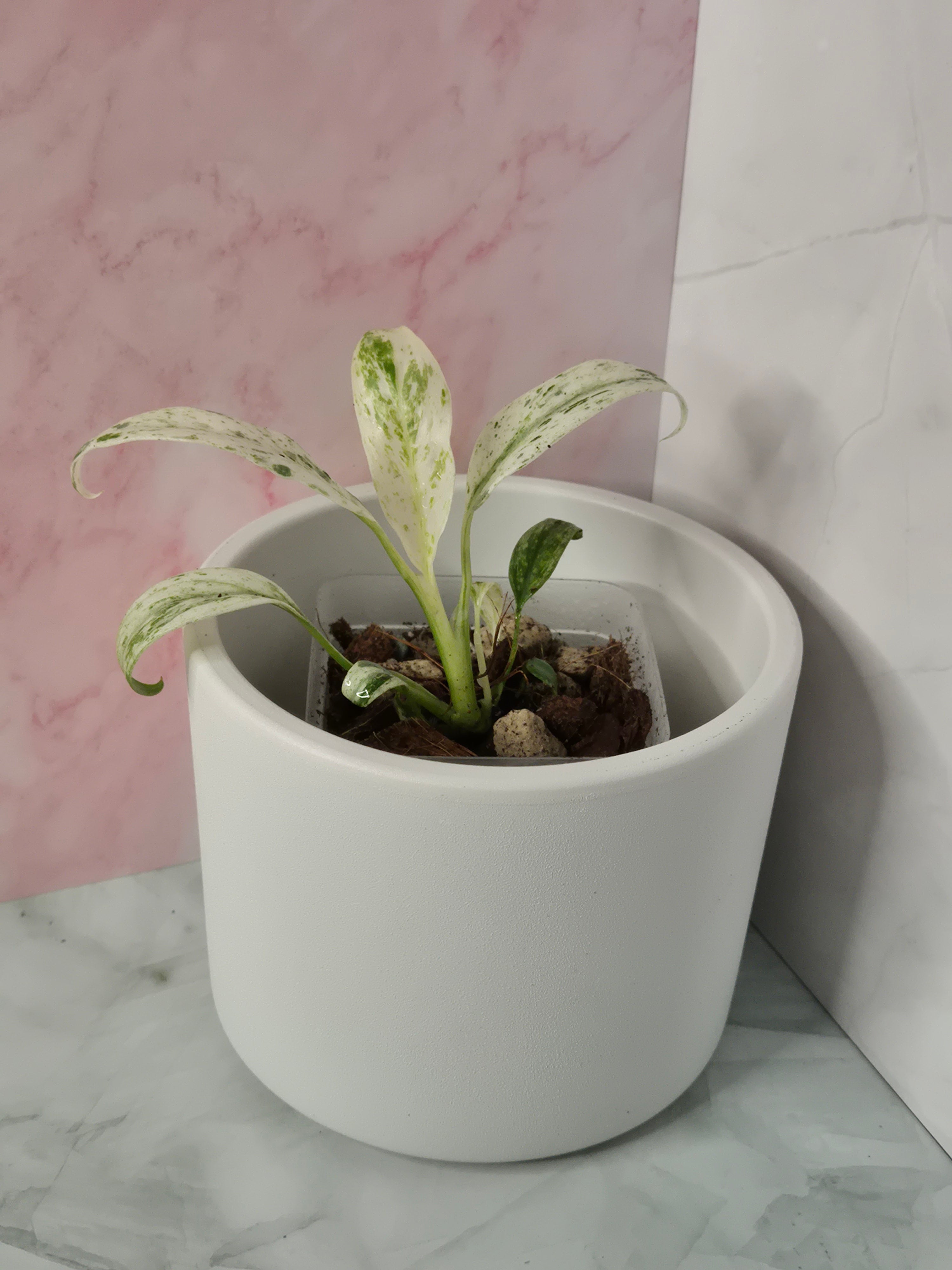 Rhaphidophora Puberula Variegata #18