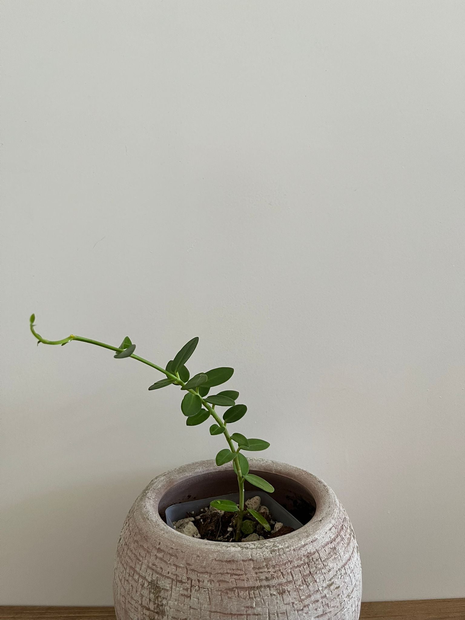 Hoya Cumingiana #1