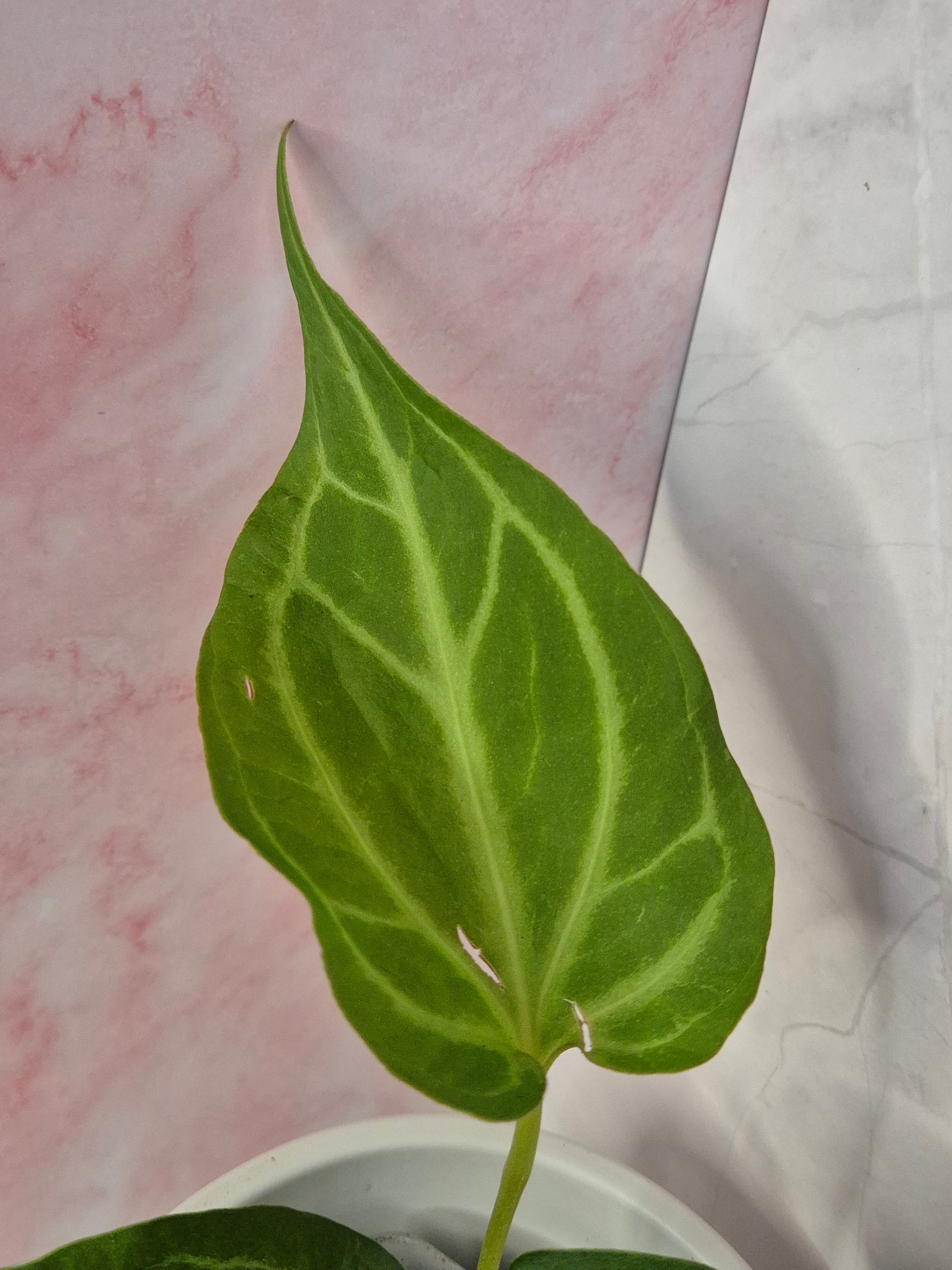Anthurium Magnificum #3