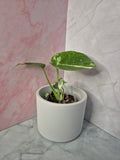 Monstera Thai Constellation #10