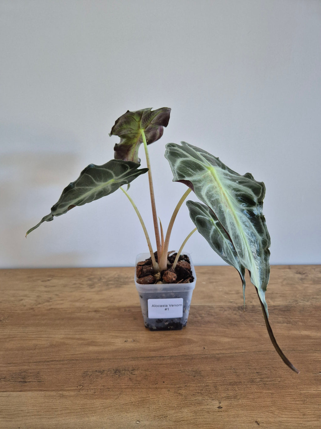 Alocasia Venom #1