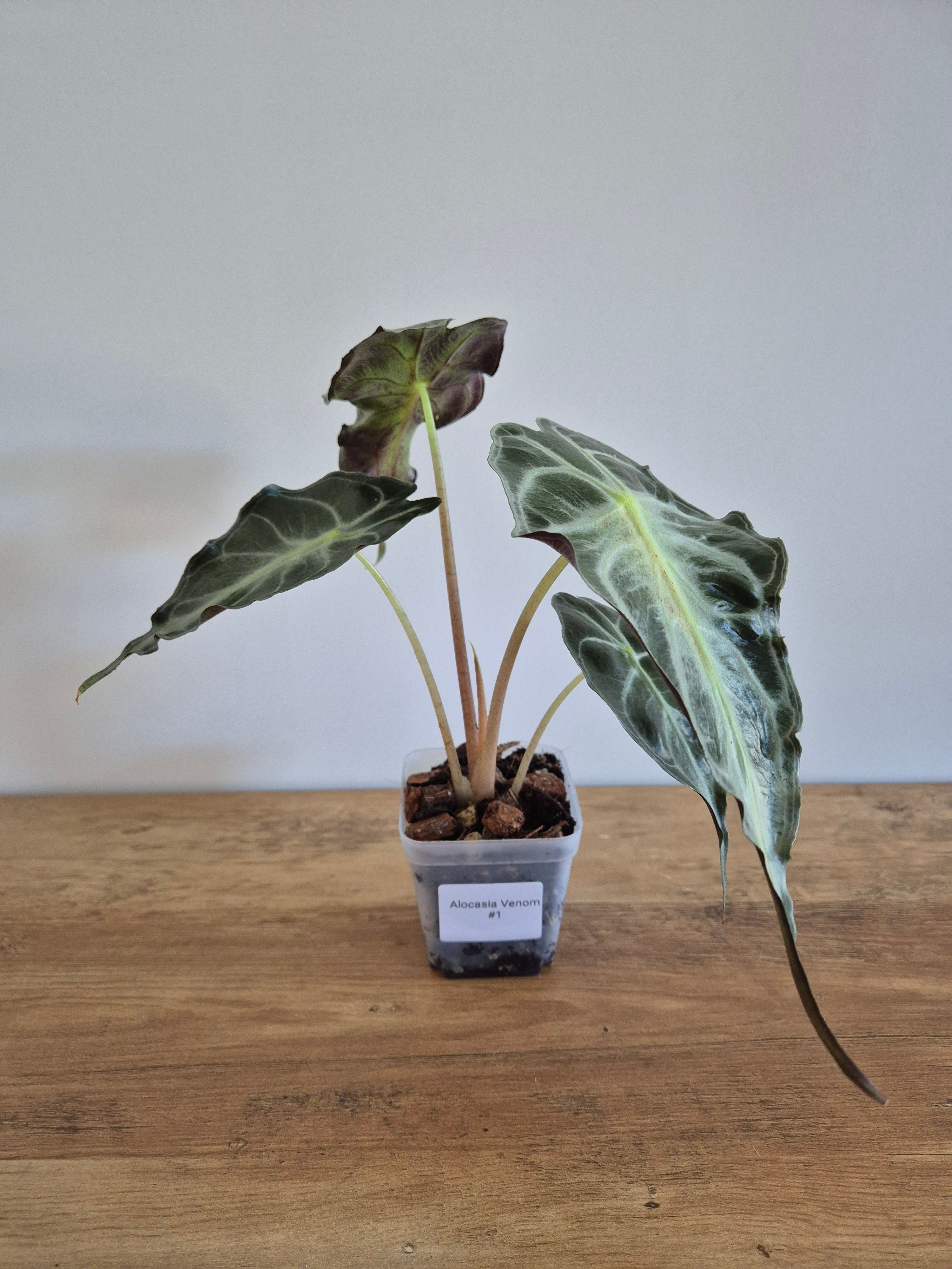 Alocasia Venom #1