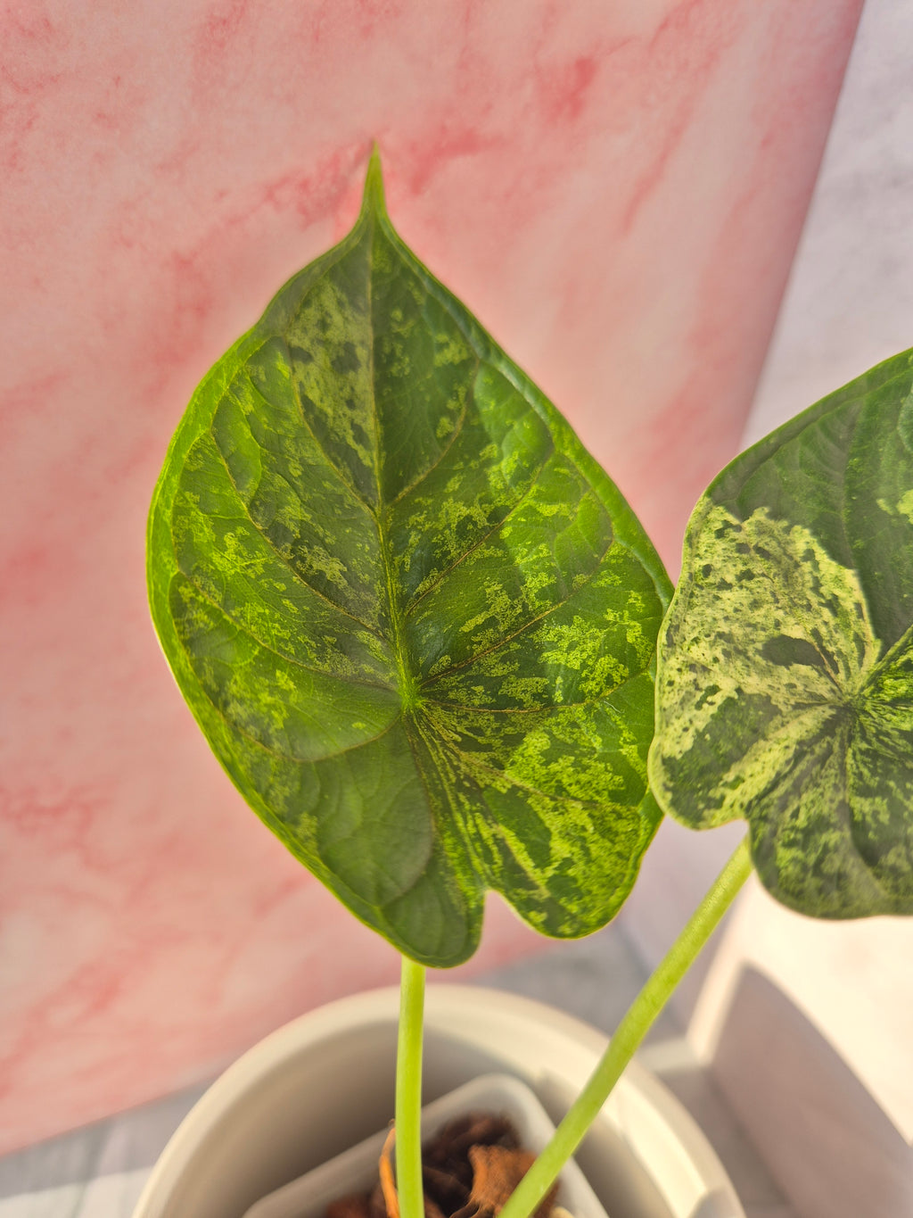 Alocasia Dragon Scale mint #7