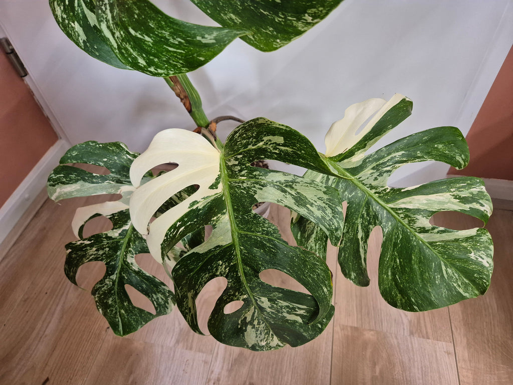 Monstera Thai Constellation #29