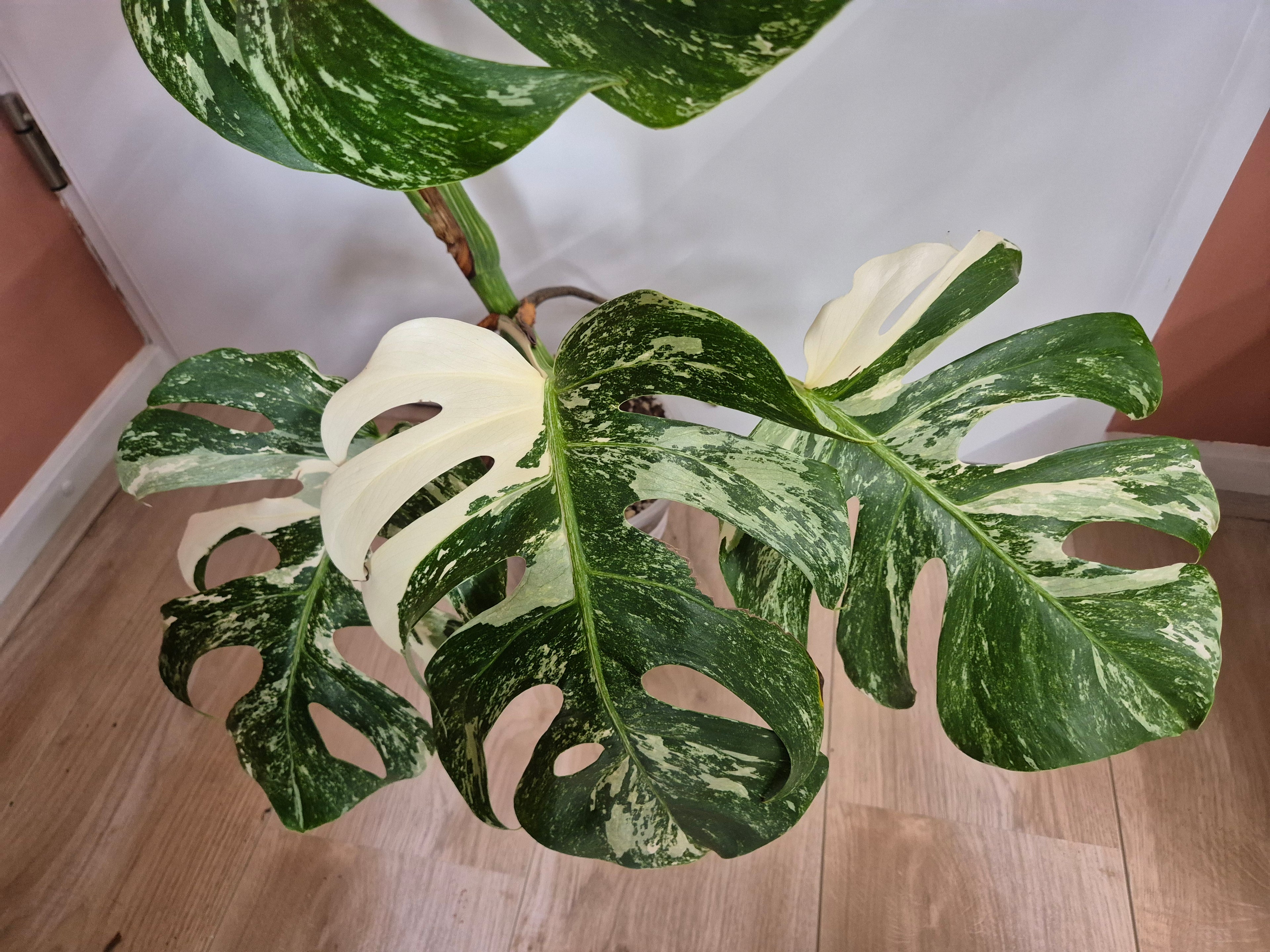 Monstera Thai Constellation #29