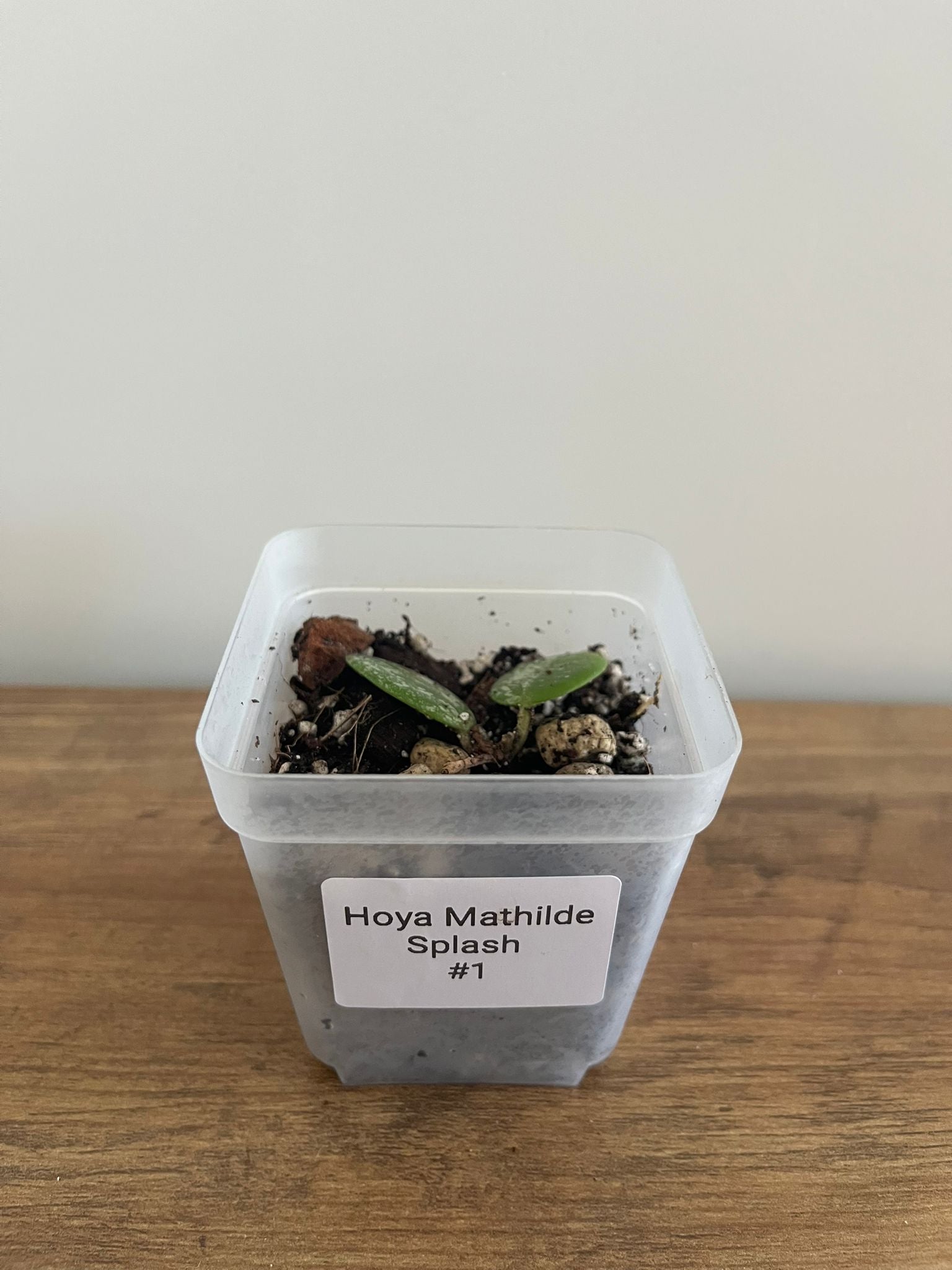 Hoya Mathilde Splash #1