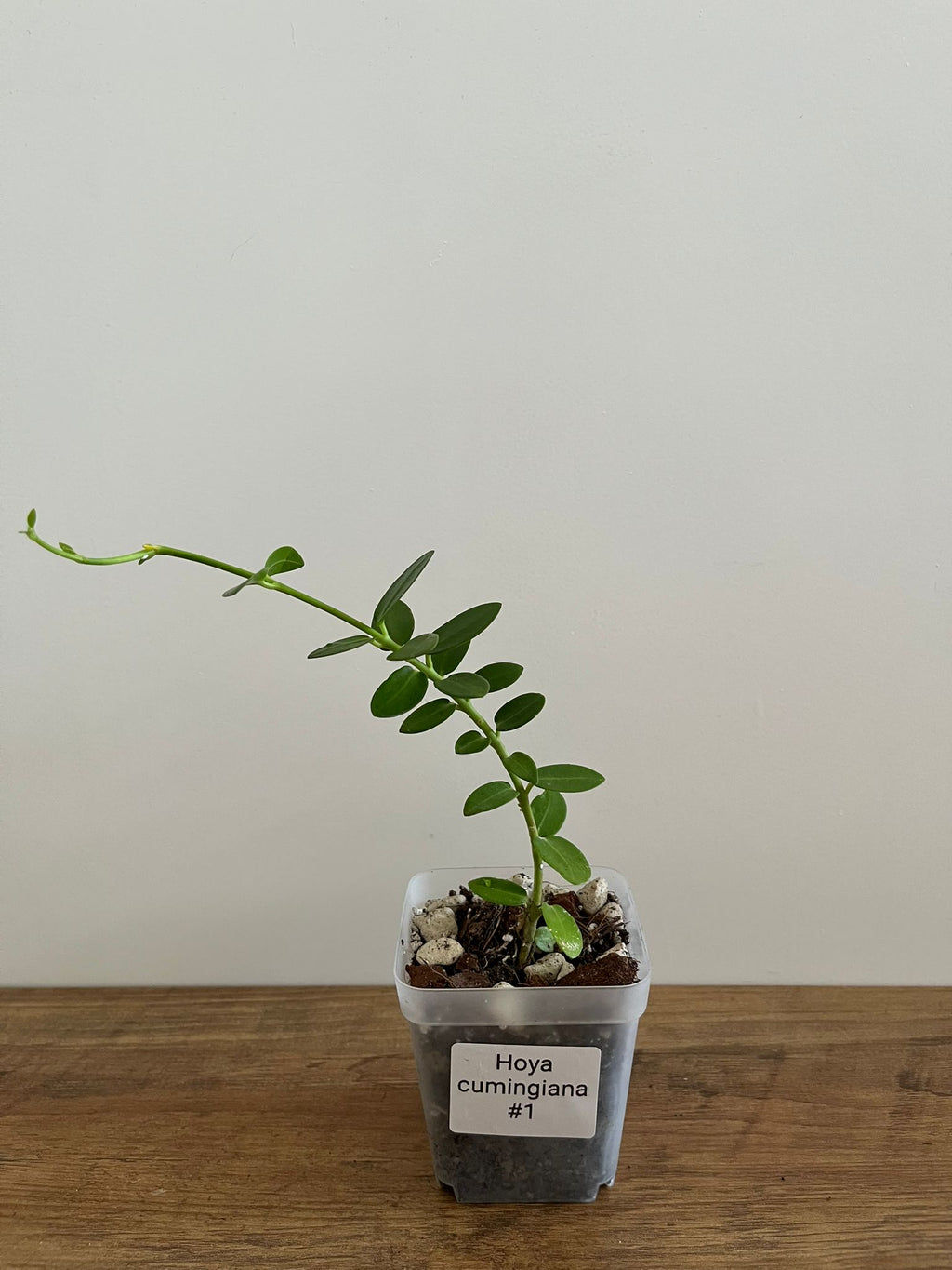 Hoya Cumingiana #1