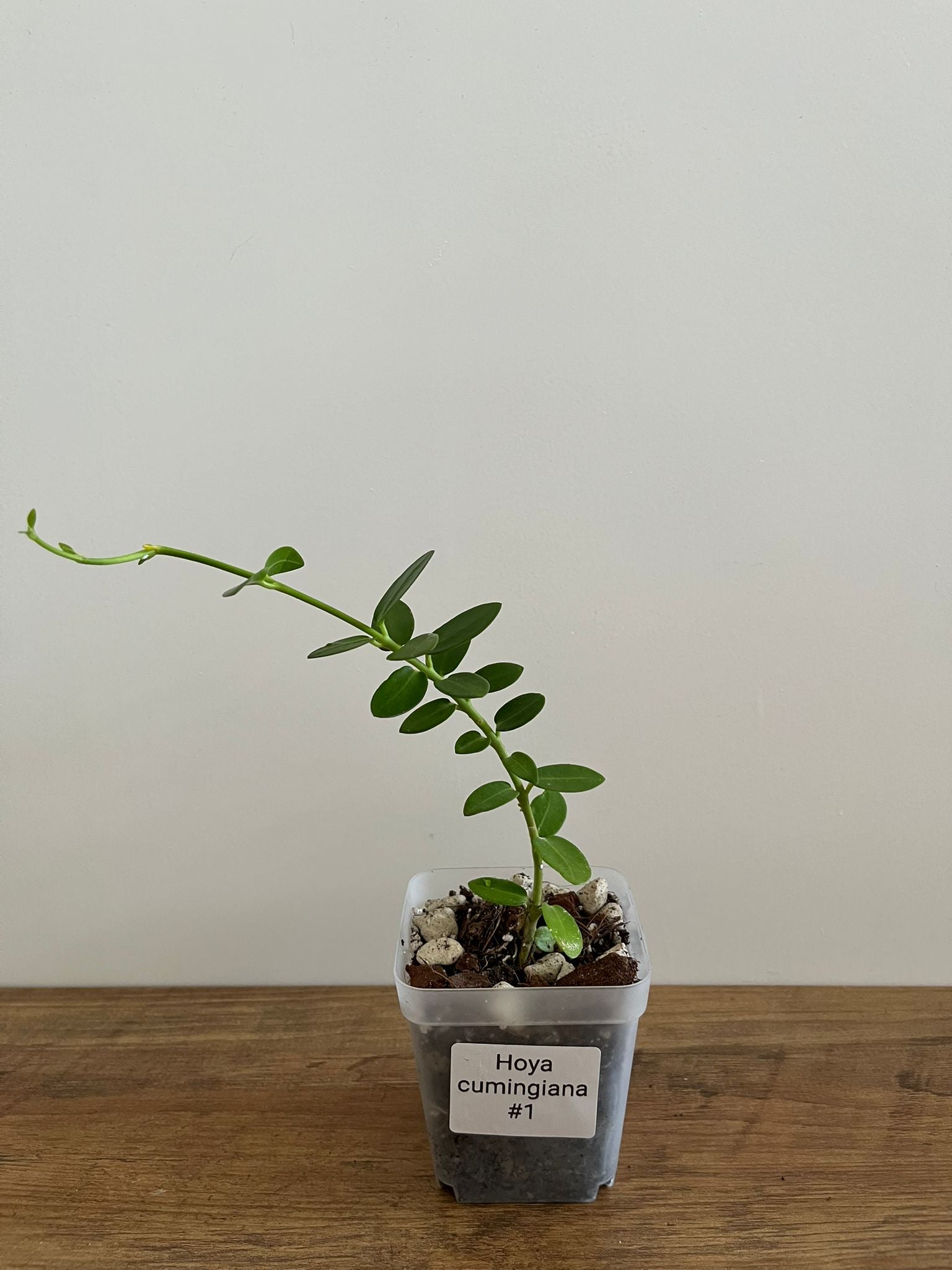 Hoya Cumingiana #1