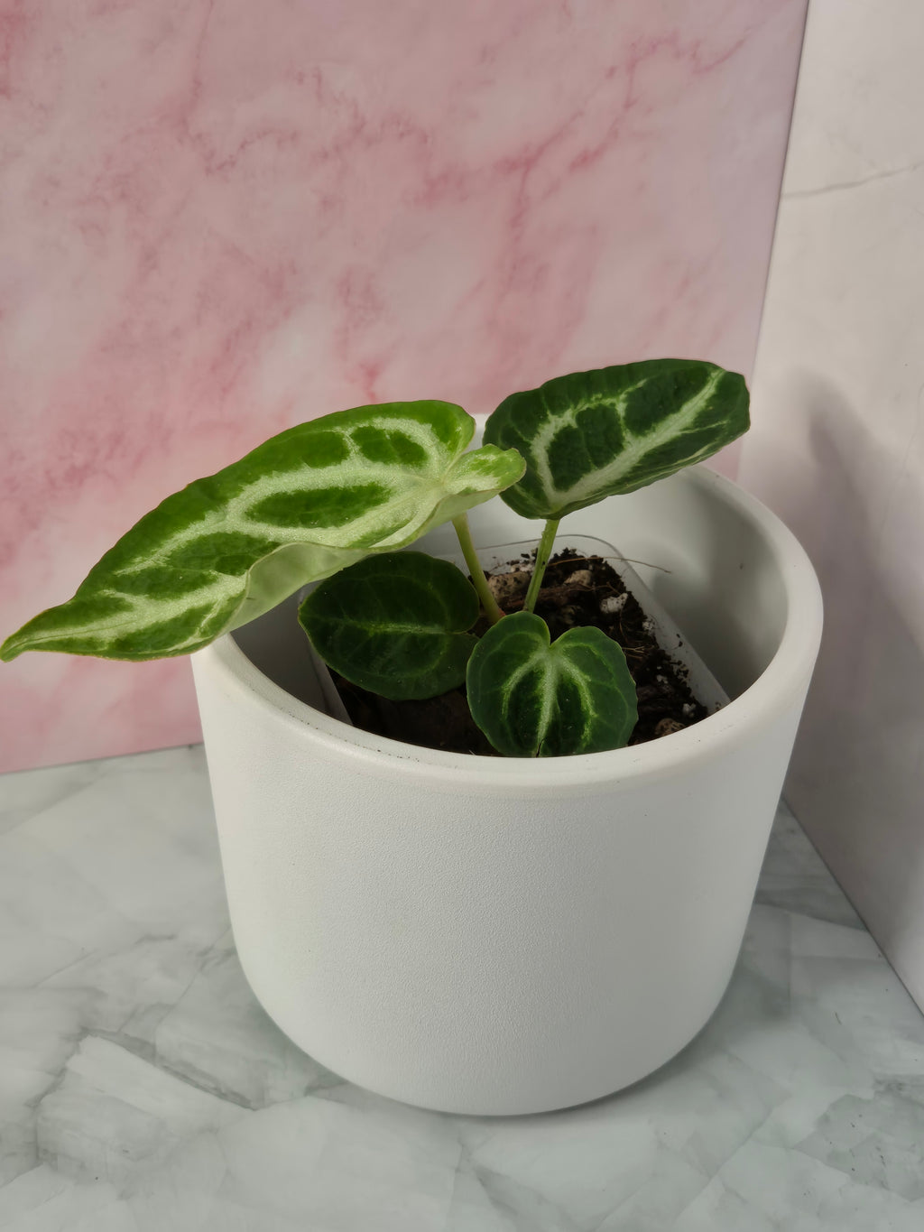 Anthurium Crystallinum #4