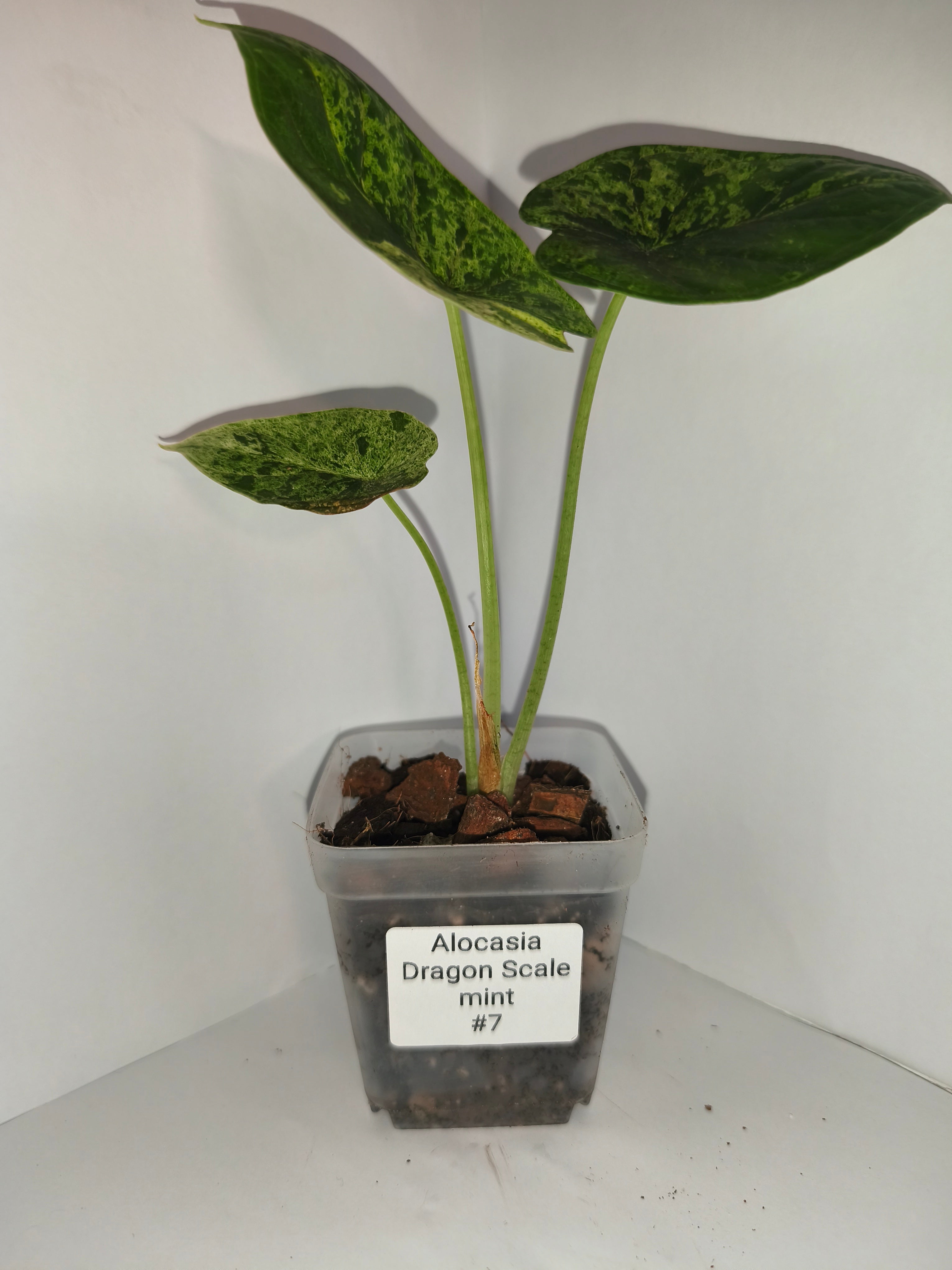 Alocasia Dragon Scale mint #7