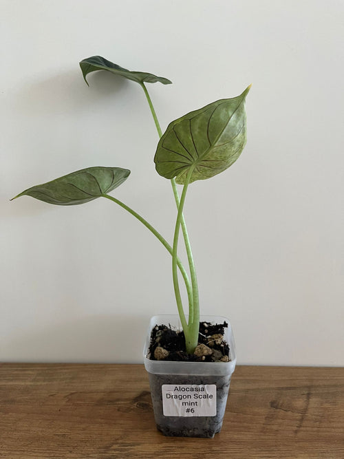 Alocasia Dragon Scale Mint #6